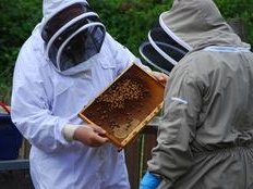 Beekeeper