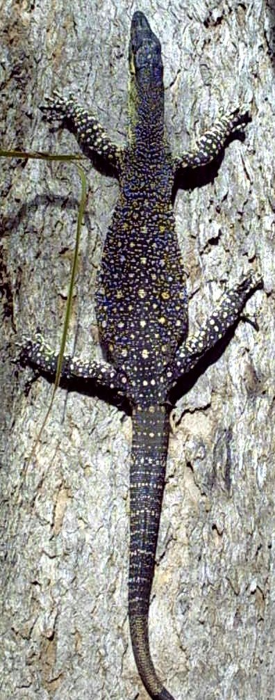Picture of Varanus varius