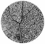 Microphotographie d'un débris d'Ubatuba