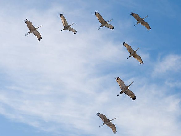 Migration.
